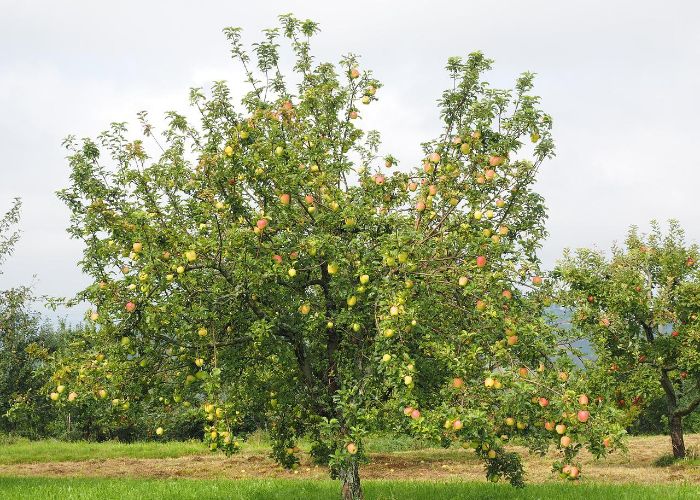 Apple tree laden with ripe fruit, representing fruit picking opportunities at Terhune Orchards near Hamilton, NJ.