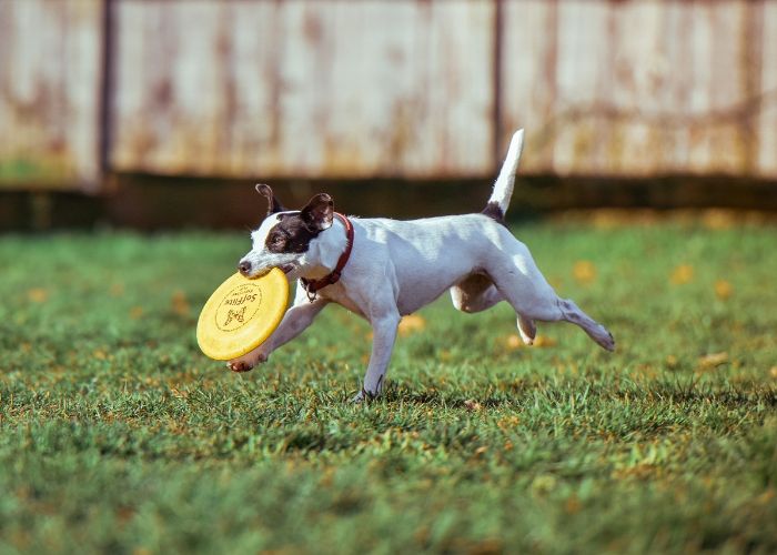Dog playing with frisbee in grassy area at Timber Creek Dog Park, a local attraction in Cherry Hill, New Jersey.