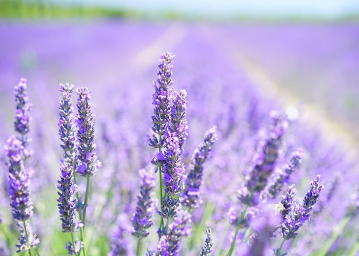 Lavender flowers in a vibrant field, representing Princeton Lavender and its farm activities, fresh produce, and lavender gift items.