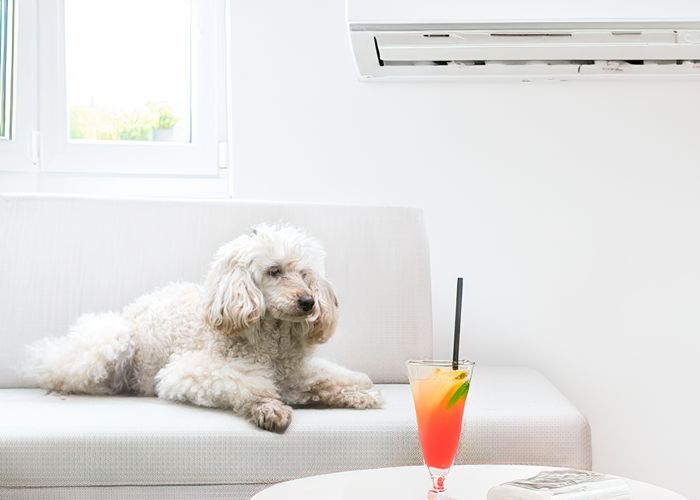 Dog relaxing on a couch near a mini-split ductless air conditioning unit, with a colorful drink on the table, illustrating comfort and energy efficiency in home cooling.
